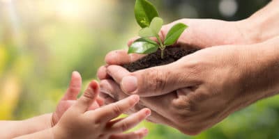 hands of an adult holding a small plant and offering it to a young child with hands held out.